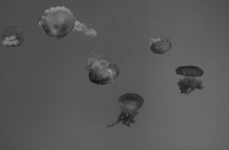 collect ethereum airdrop on blast