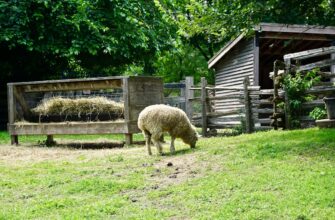 farm cardano on pendle no lock