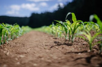 farm cardano on yearn finance