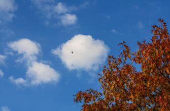 get btc airdrop on optimism