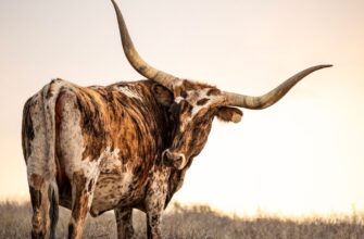 is binance legal in texas