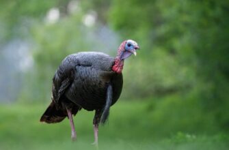 p2p turkey