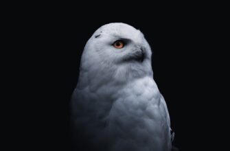 receive pepe airdrop on arbitrum
