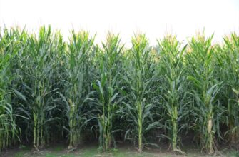yield farm avax on coinbase staking beginner