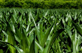 yield farm ethereum on compound step by step