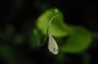 anonymize seed phrase air gapped step by step