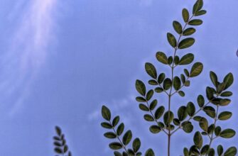 backup seed phrase air gapped 2025 guide