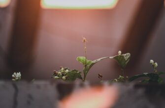 best way to backup seed phrase step by step