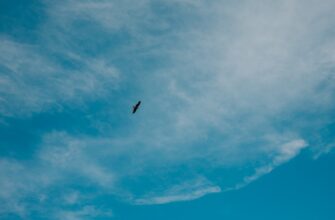 claim btc airdrop on optimism