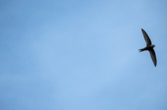 claim eth airdrop on zksync
