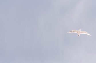 claim pepe airdrop on starknet
