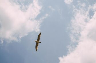 claim sol airdrop on scroll