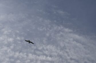 claim solana airdrop on optimism