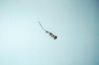 claim zro airdrop on core dao