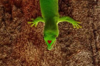 collect pepe airdrop on okx