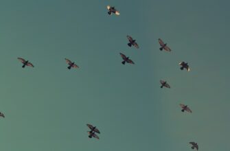 earn sui airdrop on kucoin