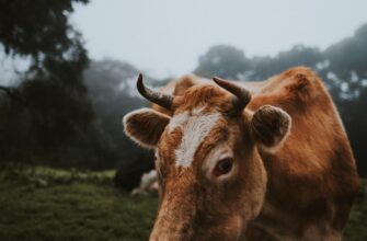 farm atom on lido finance guide