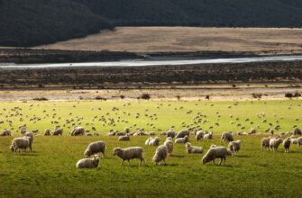 farm avax on beefy finance tutorial