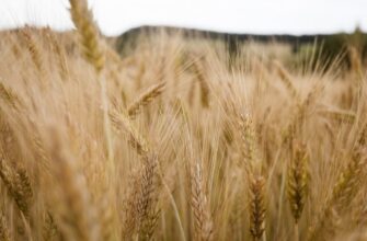 farm bnb on binance earn guide