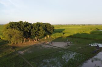 farm cardano on rocket pool highest apy