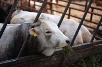 farm cardano on yearn finance no lock