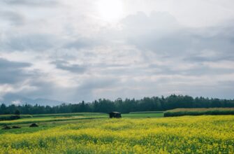 farm dai on yearn finance in 2025