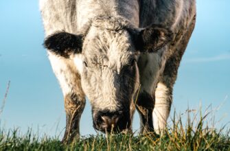 farm dot on beefy finance step by step