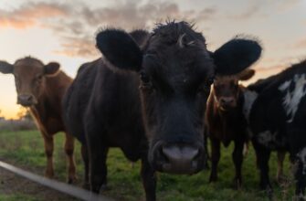 farm ethereum on coinbase staking low risk