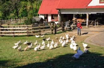 farm solana on compound beginner