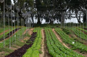 farm usdc on lido finance tutorial