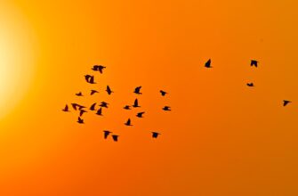 free aptos airdrop on core dao