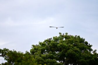 free arb airdrop in nigeria