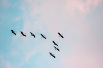 free eth airdrop on binance