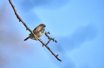 free eth airdrop on zksync