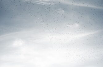 free ethereum airdrop on starknet