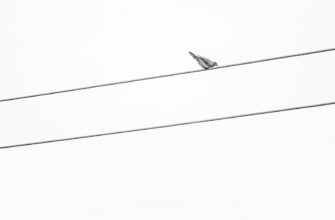 free matic airdrop on linea