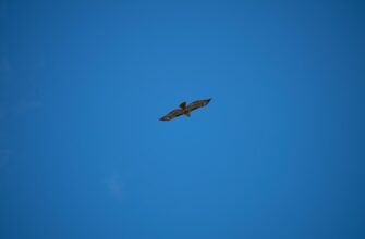 free matic airdrop on zksync