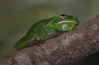 free pepe airdrop on layerzero