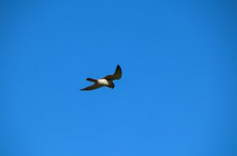 free solana airdrop on coinbase