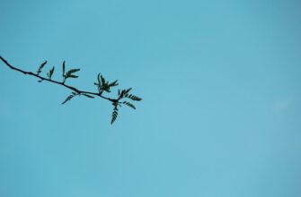 free sui airdrop on starknet
