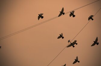 get aptos airdrop on binance