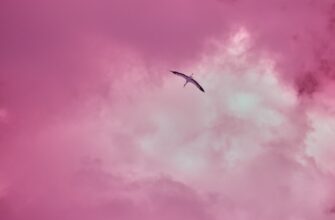 get ethereum airdrop on optimism