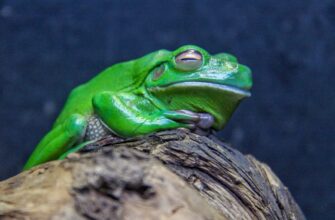 get pepe airdrop on optimism