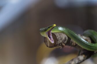 how to claim pepe airdrop step by step