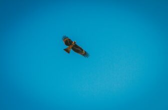 how to collect ton airdrop massive