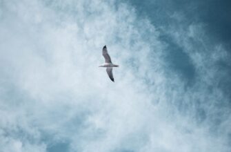 how to free aptos airdrop guide