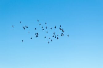 how to free aptos airdrop step by step
