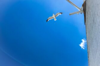how to free aptos airdrop without gas fee