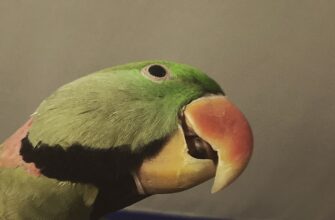how to free pepe airdrop for beginners