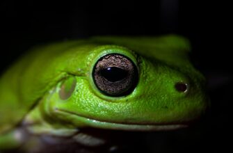 how to get pepe airdrop guide